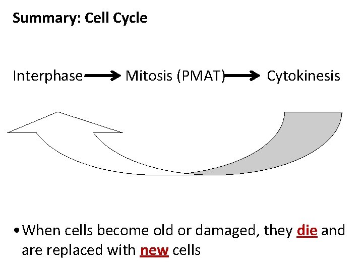 Summary: Cell Cycle Interphase Mitosis (PMAT) Cytokinesis • When cells become old or damaged,