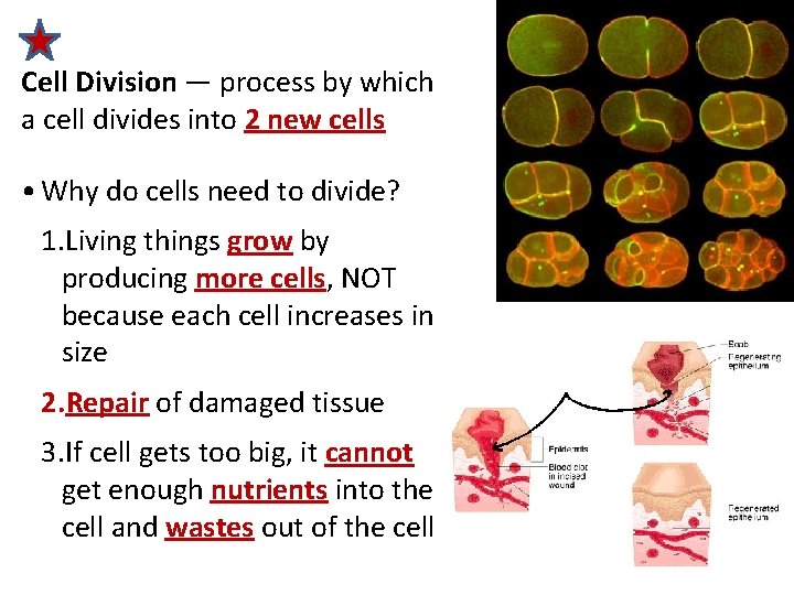 Cell Division — process by which a cell divides into 2 new cells •