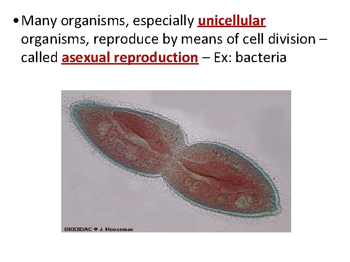  • Many organisms, especially unicellular organisms, reproduce by means of cell division –