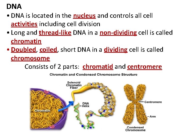 DNA • DNA is located in the nucleus and controls all cell activities including