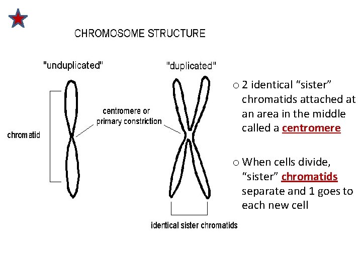 o 2 identical “sister” chromatids attached at an area in the middle called a