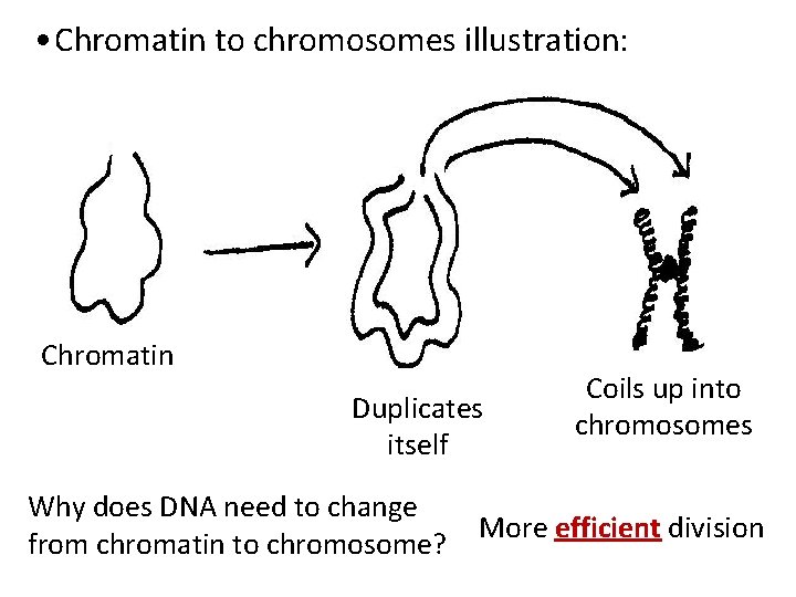  • Chromatin to chromosomes illustration: Chromatin Duplicates itself Why does DNA need to