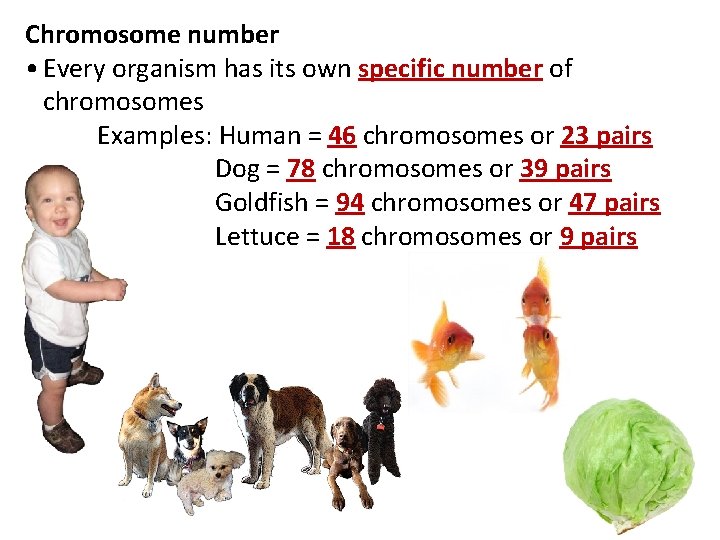 Chromosome number • Every organism has its own specific number of chromosomes Examples: Human