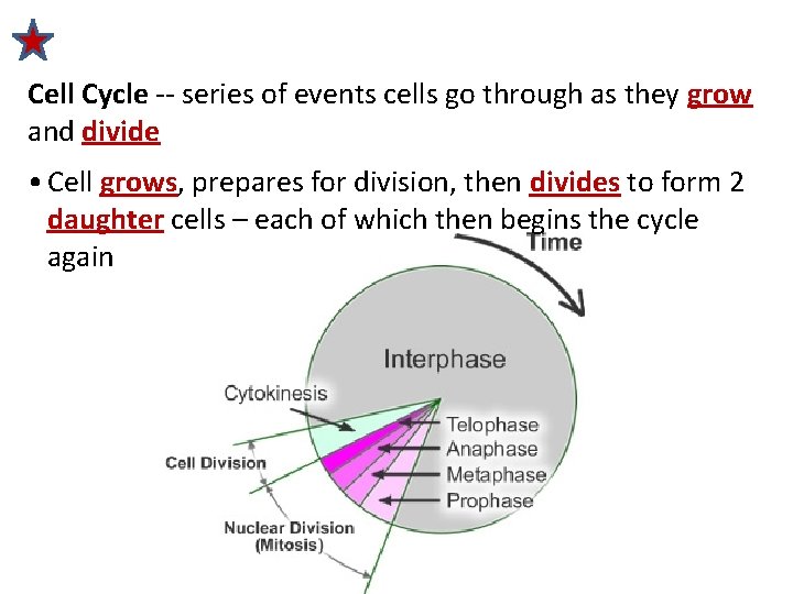 Cell Cycle -- series of events cells go through as they grow and divide