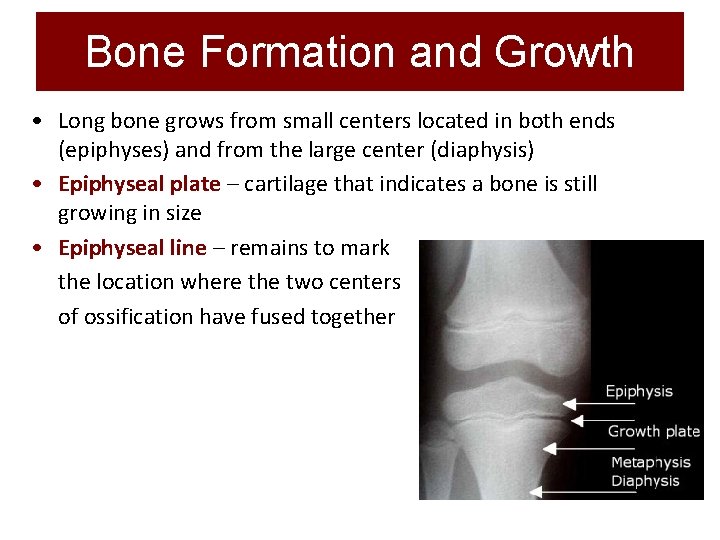 Bone Formation and Growth • Long bone grows from small centers located in both