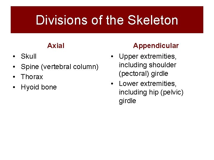Divisions of the Skeleton Axial • • Skull Spine (vertebral column) Thorax Hyoid bone