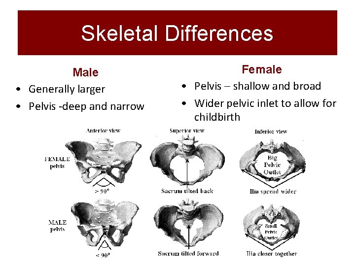 Skeletal Differences Male • Generally larger • Pelvis -deep and narrow Female • Pelvis