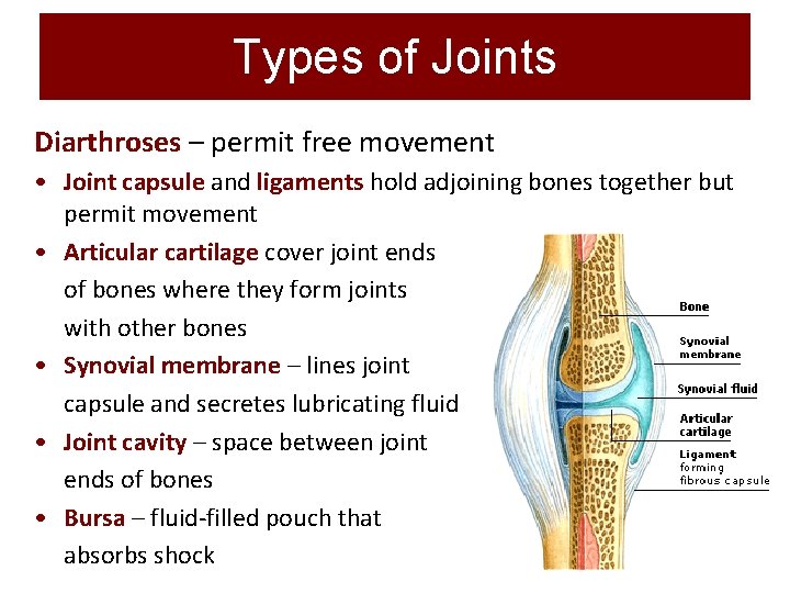 Types of Joints Diarthroses – permit free movement • Joint capsule and ligaments hold