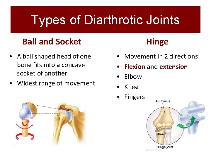 Types of Diarthrotic Joints Ball and Socket • A ball shaped head of one