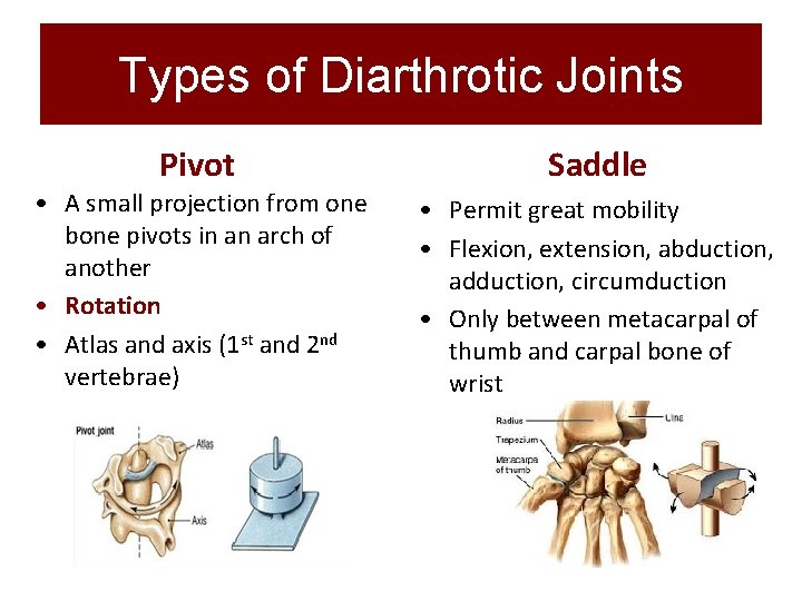 Types of Diarthrotic Joints Pivot • A small projection from one bone pivots in