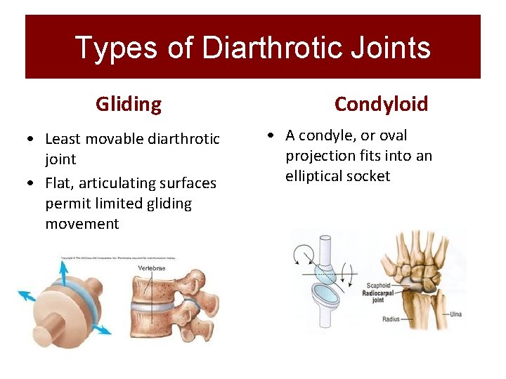 Types of Diarthrotic Joints Gliding • Least movable diarthrotic joint • Flat, articulating surfaces