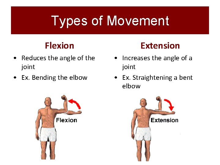 Types of Movement Flexion • Reduces the angle of the joint • Ex. Bending
