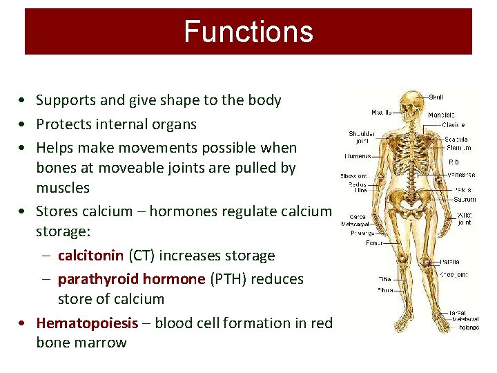 Functions • Supports and give shape to the body • Protects internal organs •