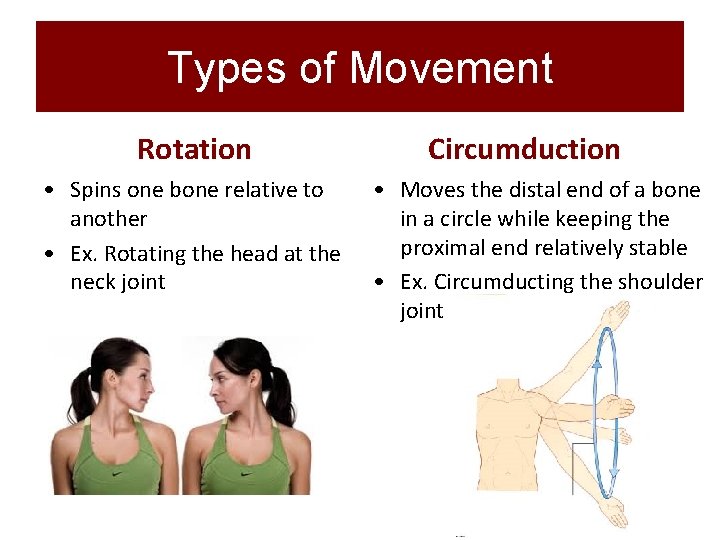Types of Movement Rotation • Spins one bone relative to another • Ex. Rotating