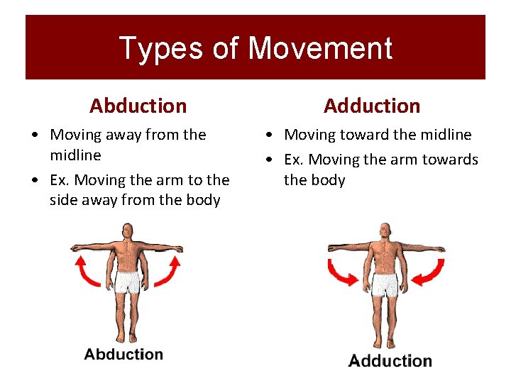 Types of Movement Abduction • Moving away from the midline • Ex. Moving the