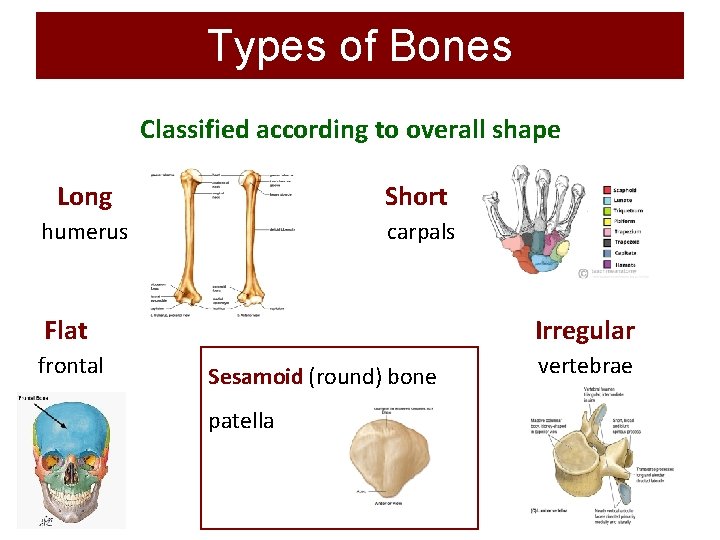 Types of Bones Classified according to overall shape Long Short humerus carpals Flat frontal