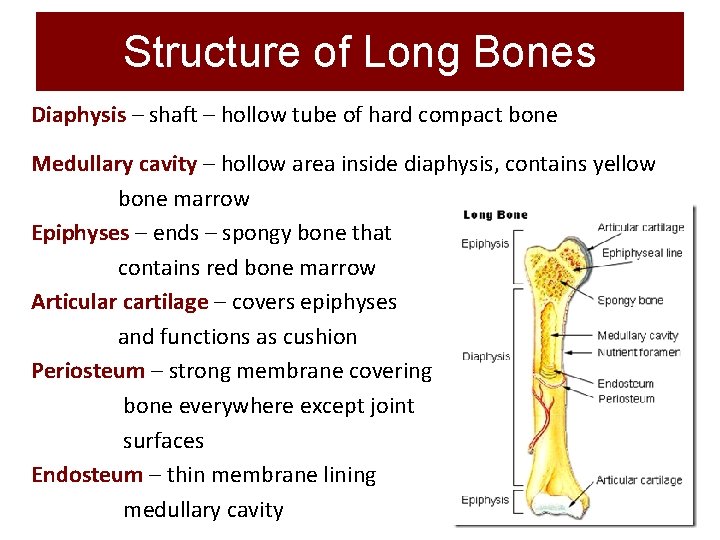 Structure of Long Bones Diaphysis – shaft – hollow tube of hard compact bone