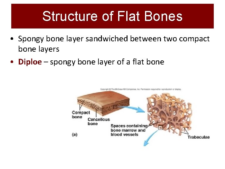 Structure of Flat Bones • Spongy bone layer sandwiched between two compact bone layers