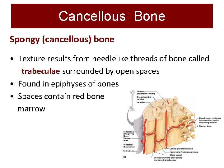 Cancellous Bone Spongy (cancellous) bone • Texture results from needlelike threads of bone called