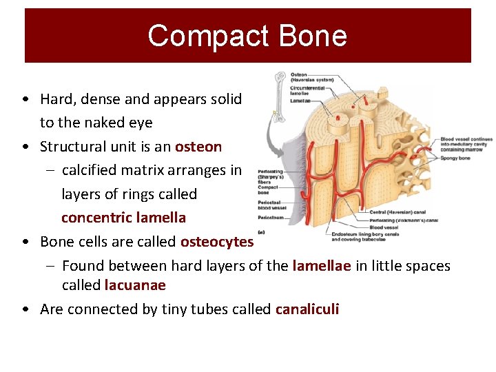 Compact Bone • Hard, dense and appears solid to the naked eye • Structural