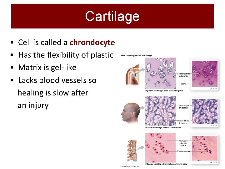Cartilage • • Cell is called a chrondocyte Has the flexibility of plastic Matrix