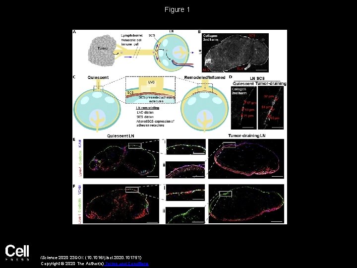 Figure 1 i. Science 2020 23 DOI: (10. 1016/j. isci. 2020. 101751) Copyright ©