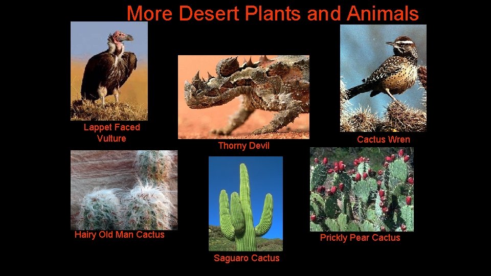 More Desert Plants and Animals Lappet Faced Vulture Thorny Devil Hairy Old Man Cactus