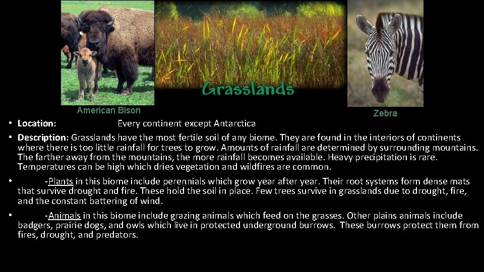 American Bison Zebra • Location: Every continent except Antarctica • Description: Grasslands have the