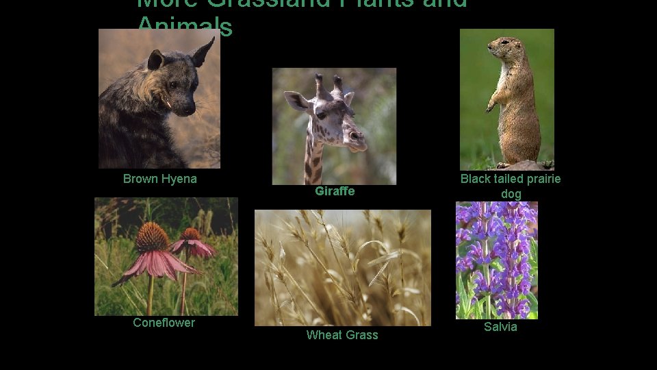 More Grassland Plants and Animals Brown Hyena Coneflower Giraffe Wheat Grass Black tailed prairie