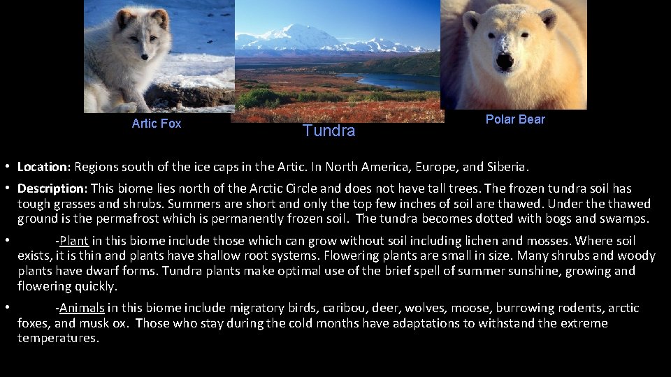 Artic Fox Tundra Polar Bear • Location: Regions south of the ice caps in
