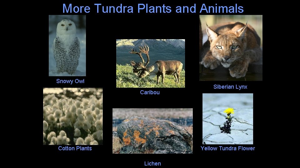 More Tundra Plants and Animals Snowy Owl Caribou Cotton Plants Siberian Lynx Yellow Tundra