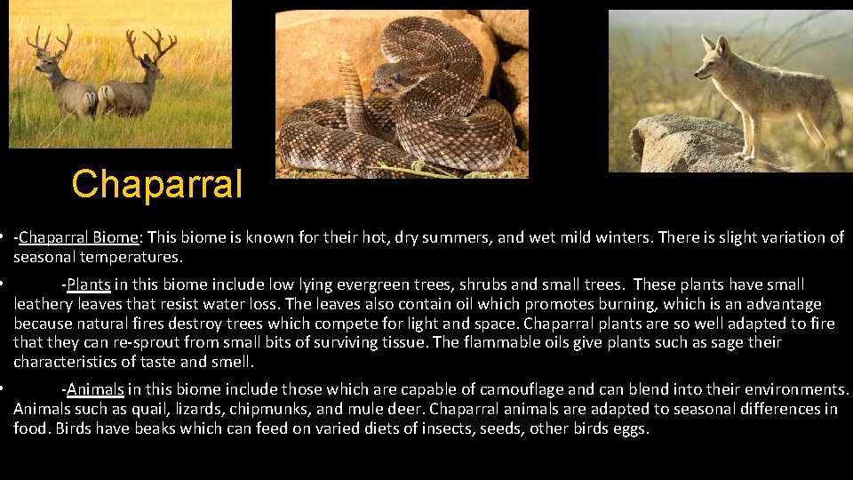 Chaparral • -Chaparral Biome: This biome is known for their hot, dry summers, and