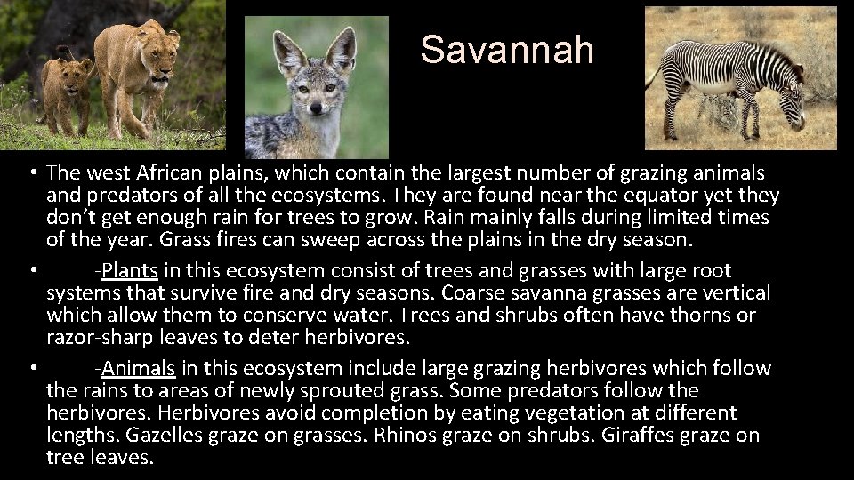 Savannah • The west African plains, which contain the largest number of grazing animals