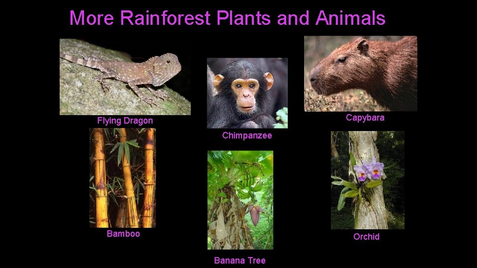 More Rainforest Plants and Animals Capybara Flying Dragon Chimpanzee Bamboo Orchid Banana Tree 