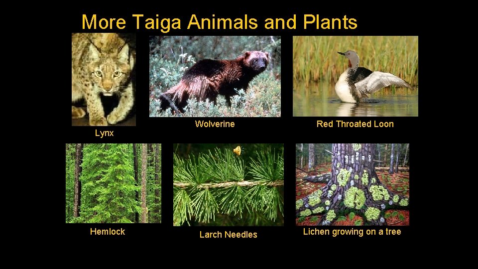 More Taiga Animals and Plants Lynx Hemlock Wolverine Larch Needles Red Throated Loon Lichen