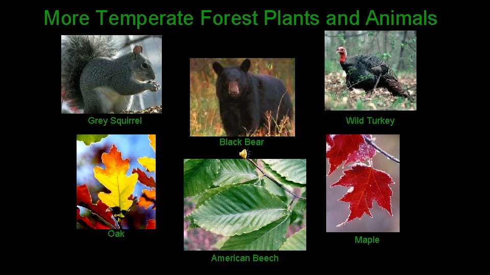 More Temperate Forest Plants and Animals Grey Squirrel Wild Turkey Black Bear Oak Maple