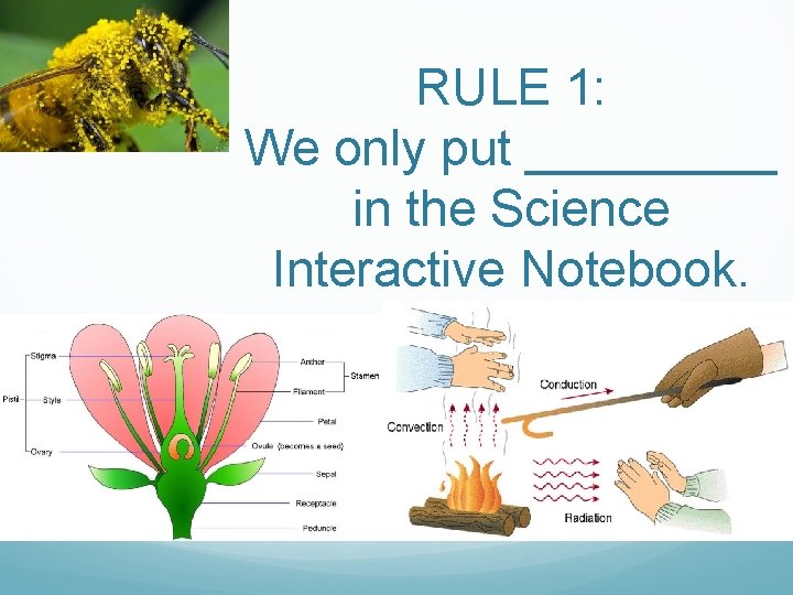 RULE 1: We only put _____ in the Science Interactive Notebook. 