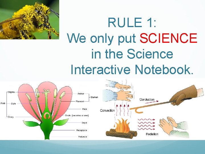 RULE 1: We only put SCIENCE in the Science Interactive Notebook. 