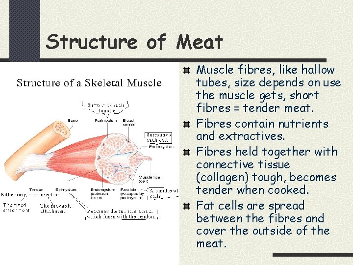 Structure of Meat Muscle fibres, like hallow tubes, size depends on use the muscle