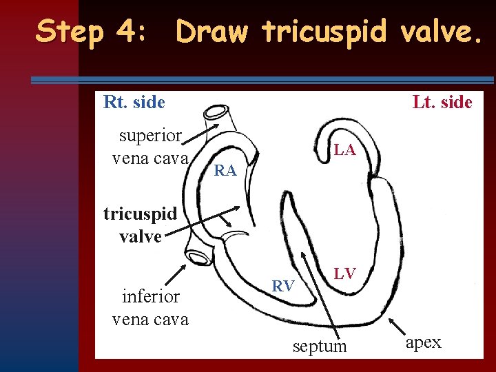 Step 4: Draw tricuspid valve. Rt. side superior vena cava Lt. side LA RA