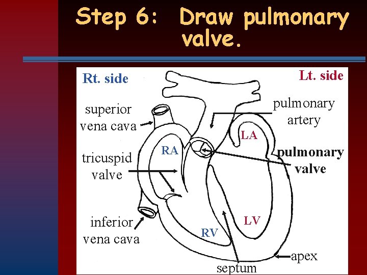 Step 6: Draw pulmonary valve. Lt. side Rt. side pulmonary artery superior vena cava