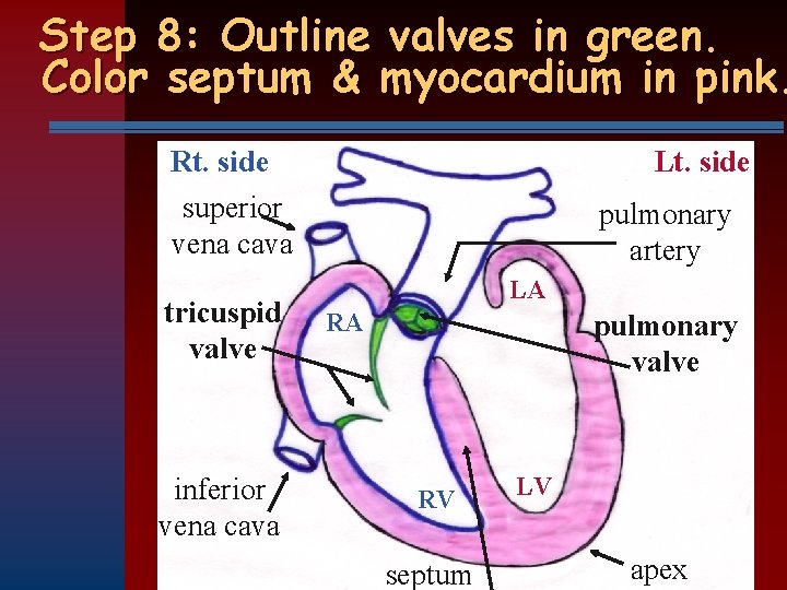 Step 8: Outline valves in green. Color septum & myocardium in pink. Rt. side