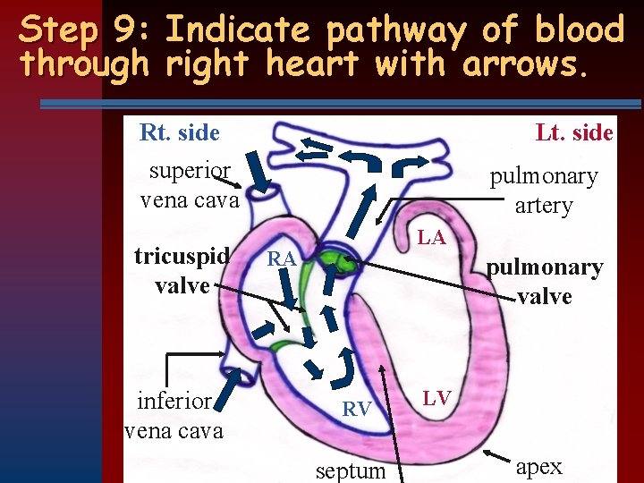 Step 9: Indicate pathway of blood through right heart with arrows. Rt. side superior