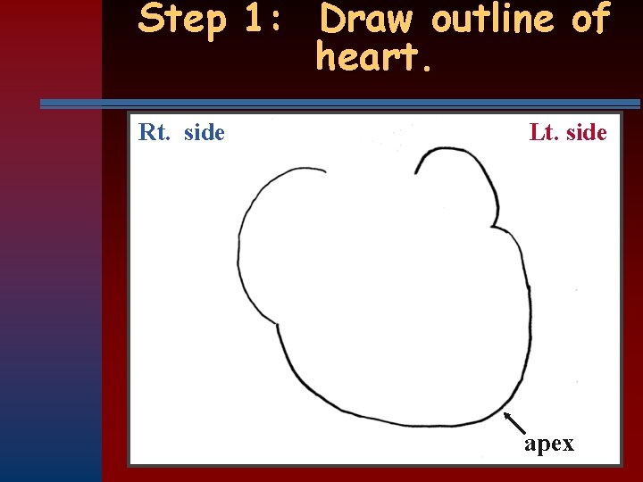 Step 1: Draw outline of heart. Rt. side Lt. side apex 