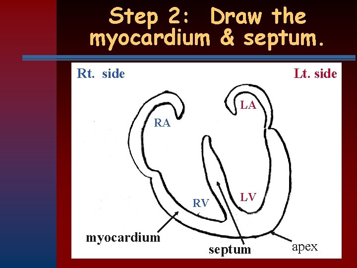 Step 2: Draw the myocardium & septum. Rt. side LA RA RV myocardium LV