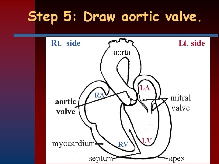 Step 5: Draw aortic valve. Rt. side aortic valve Lt. side aorta LA RA