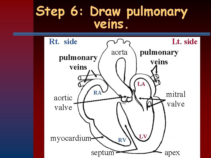 Step 6: Draw pulmonary veins. Rt. side pulmonary veins aorta Lt. side pulmonary veins