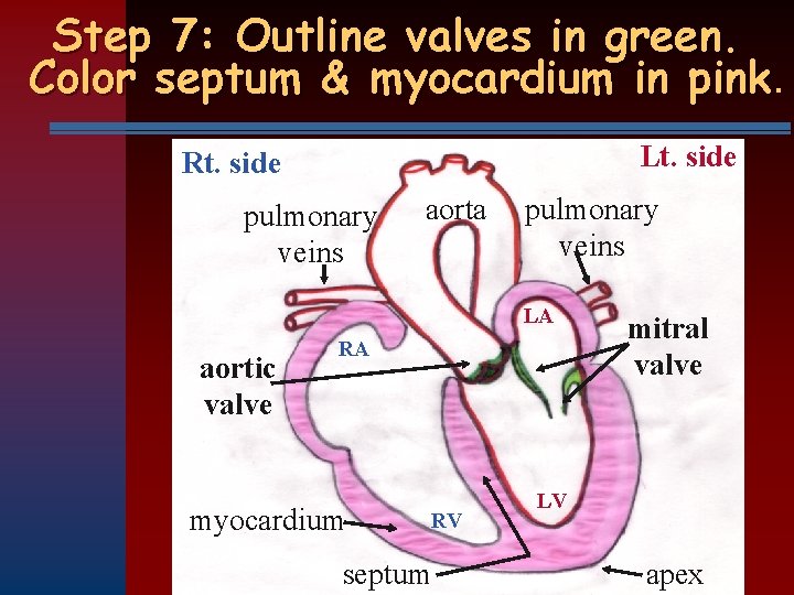 Step 7: Outline valves in green. Color septum & myocardium in pink Lt. side
