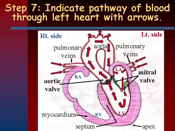 Step 7: Indicate pathway of blood through left heart with arrows. Lt. side Rt.