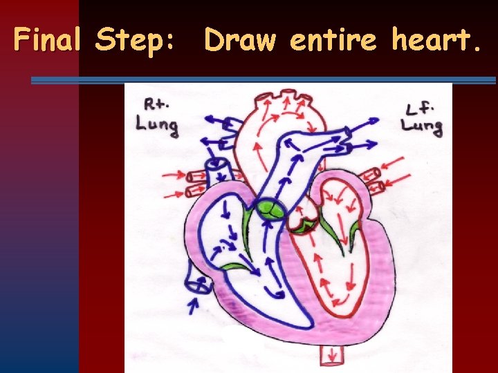 Final Step: Draw entire heart. 